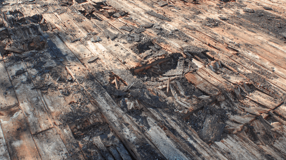 Fungus causing dry rot damage on roof sheathing